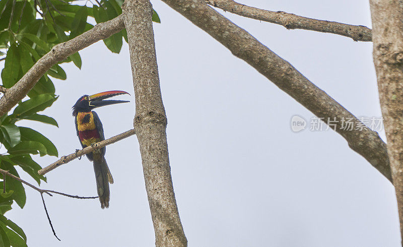 哥斯达黎加太平洋海岸曼纽尔·安东尼奥国家公园里的野生火嘴蜘蛛巨嘴鸟