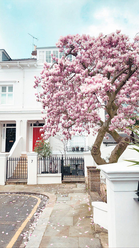 伦敦住宅前盛开的粉红色木兰