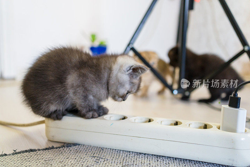 英国短毛猫小猫玩电缆