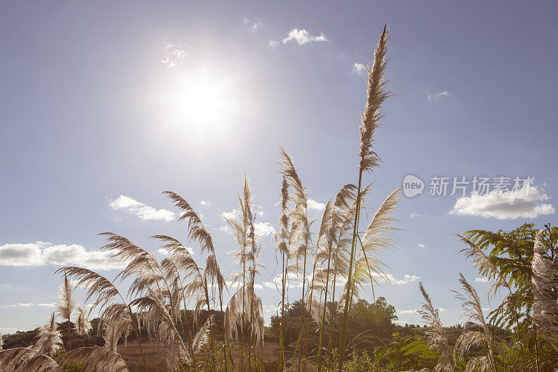 树叶在美丽的下午与阳光在夏天。阳光穿过树叶