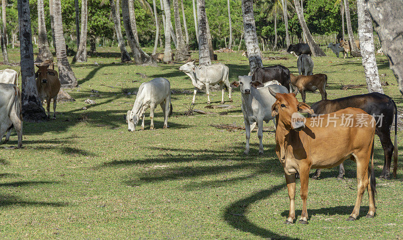 多米尼加共和国，一群奶牛在一对热带夫妇的牧场上吃草