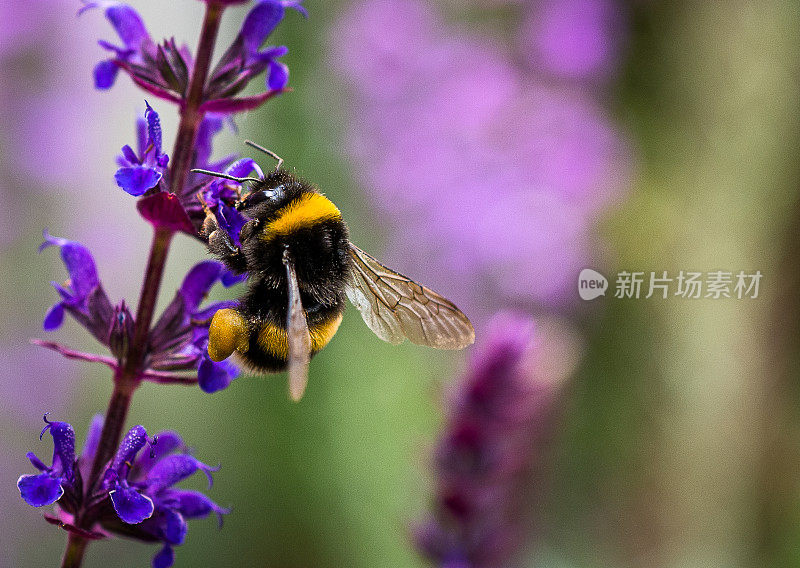 大黄蜂在草地上给野花授粉的特写