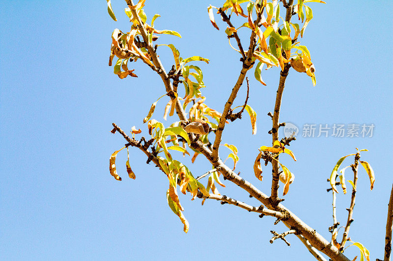 西西里岛阿格里琴托的杏树