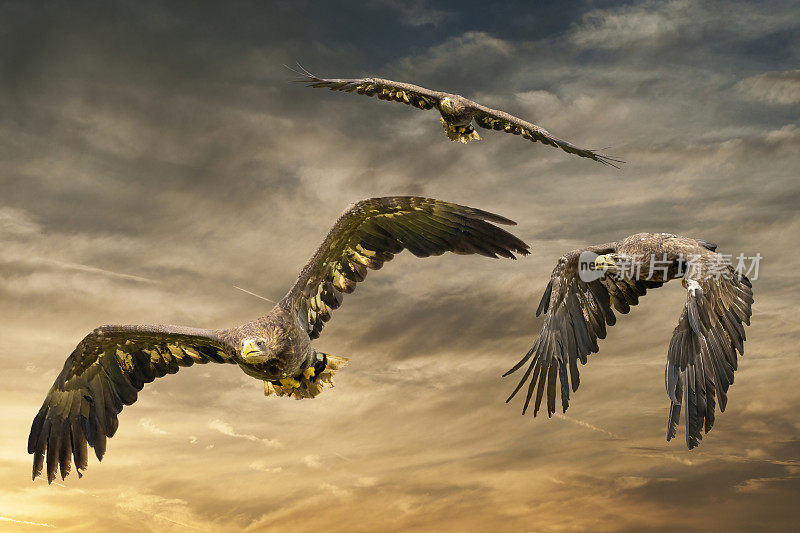三只欧洲海鹰在棕黄相间的天空中飞翔。飞行中的猛禽。狩猎中飞行的猛禽