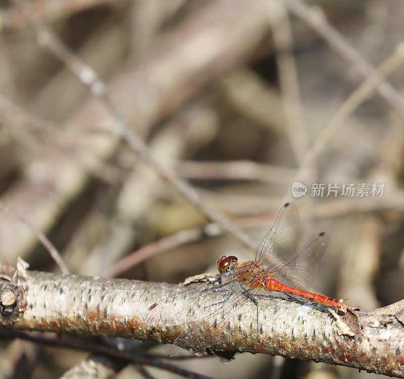 红镖蜻蜓(血翼状)雄性