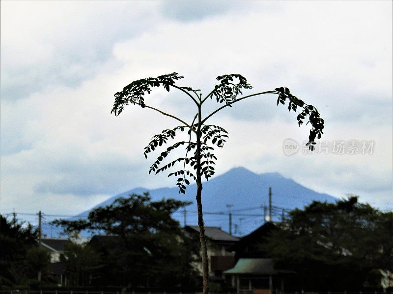 日本。8月。由小树、老村庄和筑波山组成。