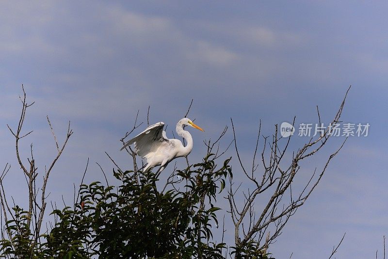 大白鹭从阿萨提格国家海岸起飞