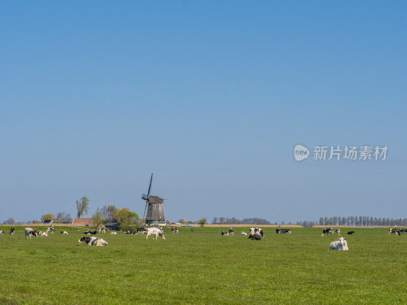 春天的早晨，绿色草地上的牛群