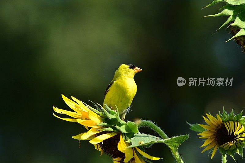 向日葵上的雄性金翅雀