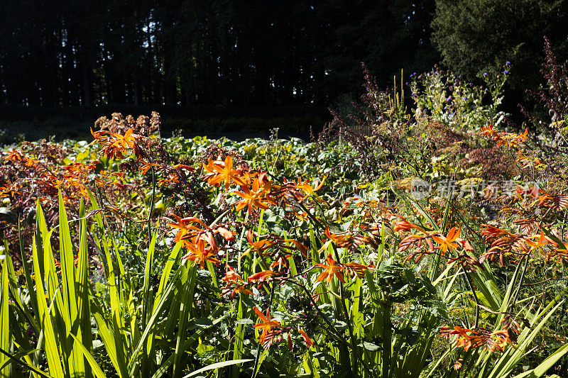 夏花围墙花园彩色植物园艺边界