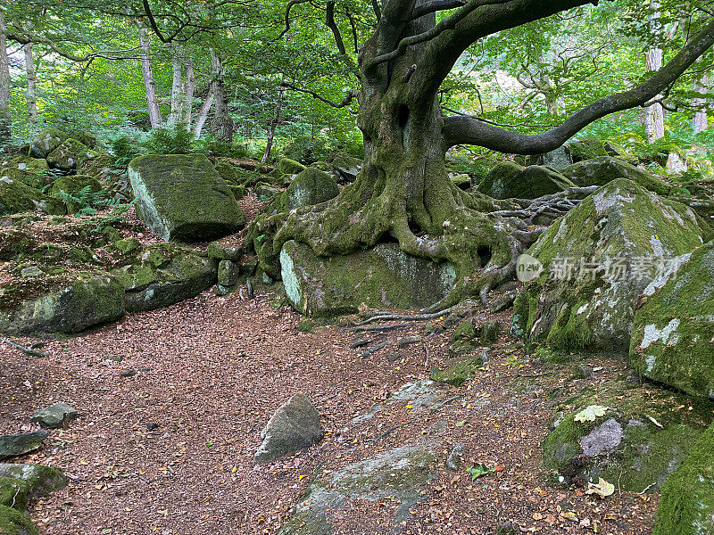 树根缠绕在岩石上的树
