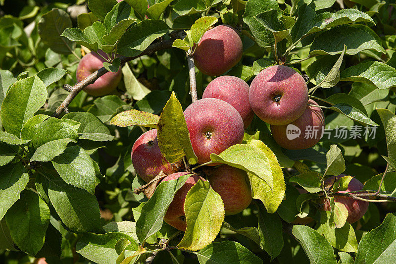 红苹果在树上成熟的特写