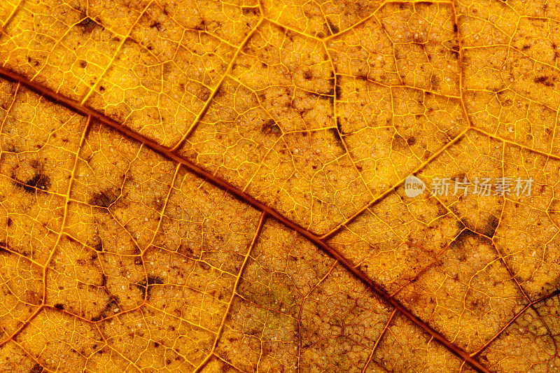 干燥的秋叶叶脉和细胞纹理宏观