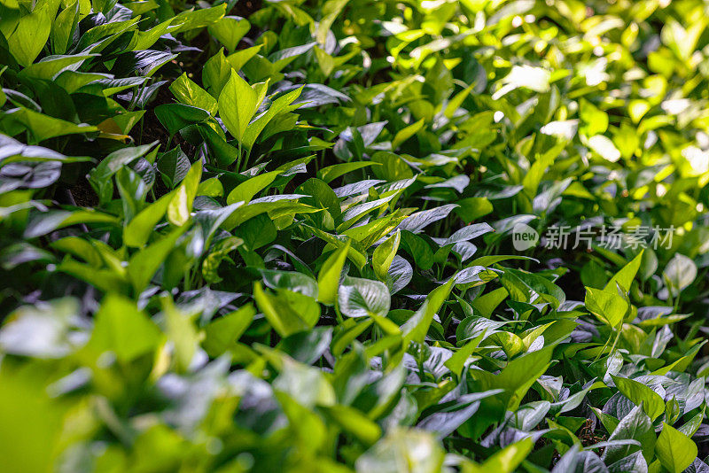 在阳光照射下的垂直花园中生长的浅绿色植物