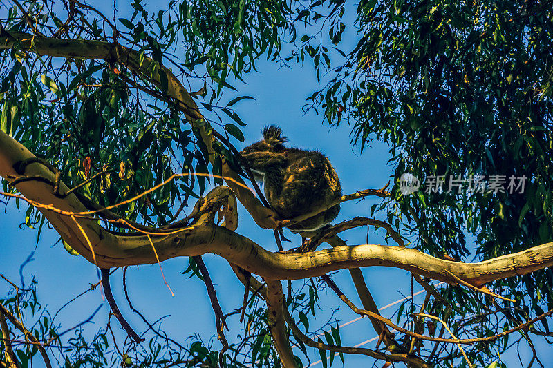 澳大利亚自然环境中树上的考拉。