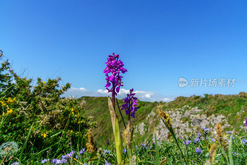 威尔士乡村的紫色野花