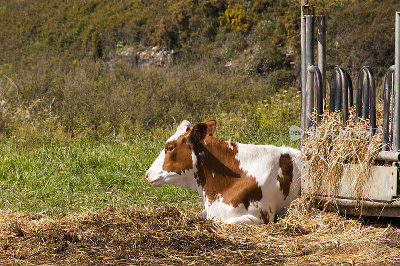 美丽的荷斯坦奶牛坐在绿色草地上的水槽旁的特写镜头。
