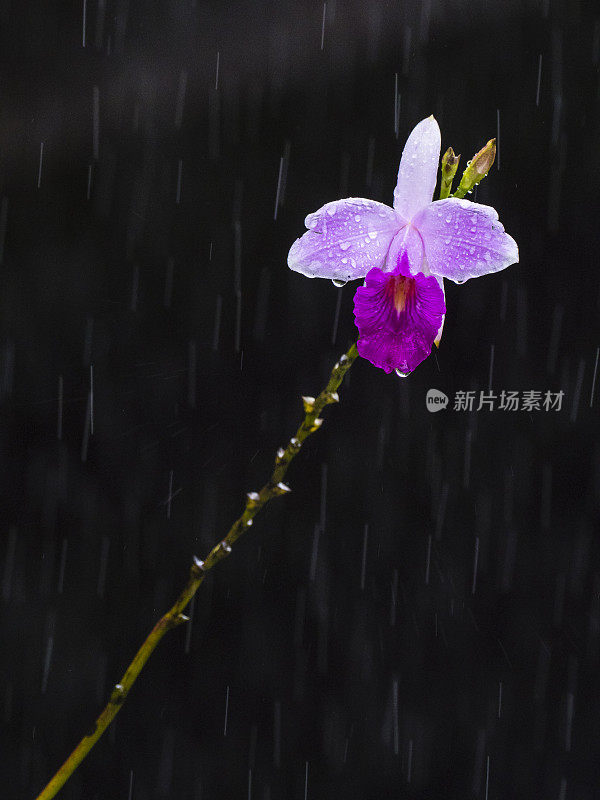 雨中的卡特莱亚兰