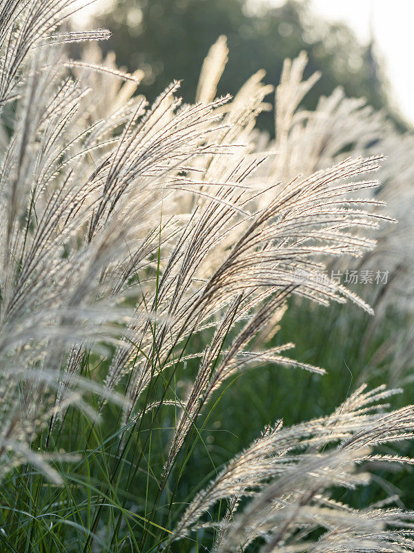 夕阳下芦苇的特写