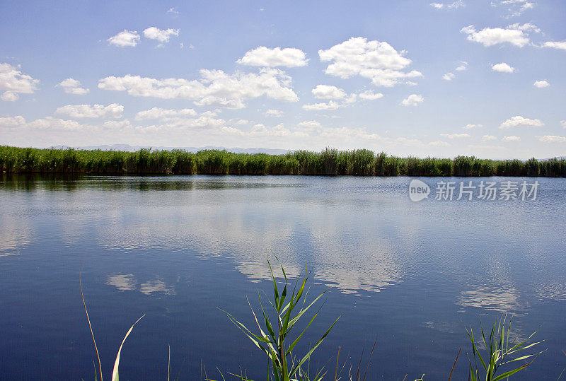 湿地芦苇的景色。苏丹萨兹利吉在开塞里报道