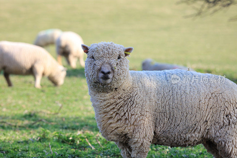 小羊羔和绵羊在绿色的草地上