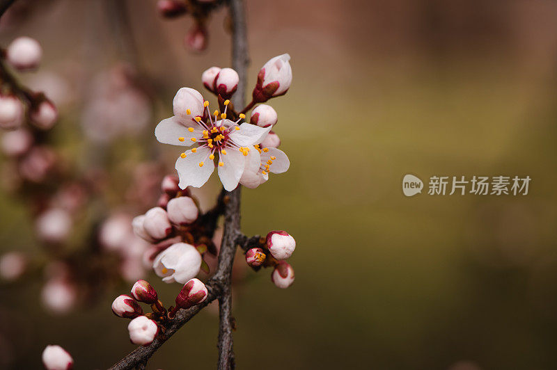 春天粉红色的花