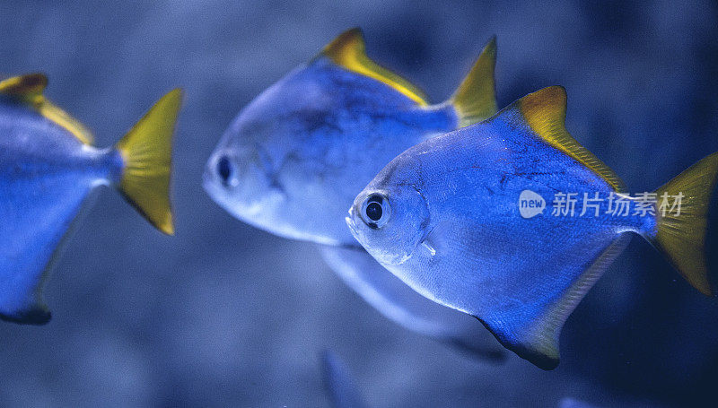 热带和水族鱼类