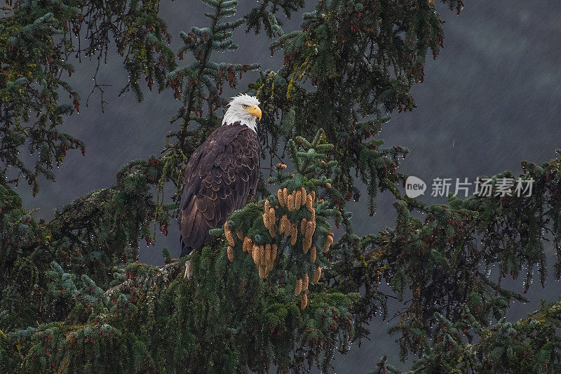 一场大雨下了一整天，这只秃鹰停在一棵云杉上