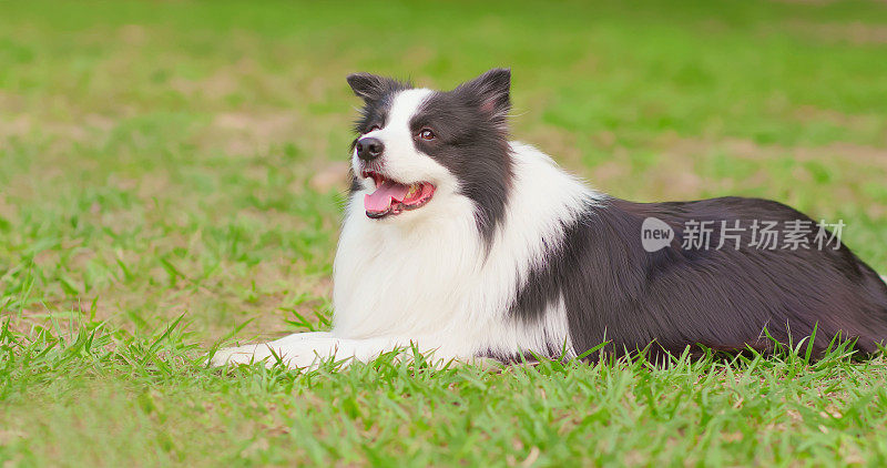 边境牧羊犬的肖像