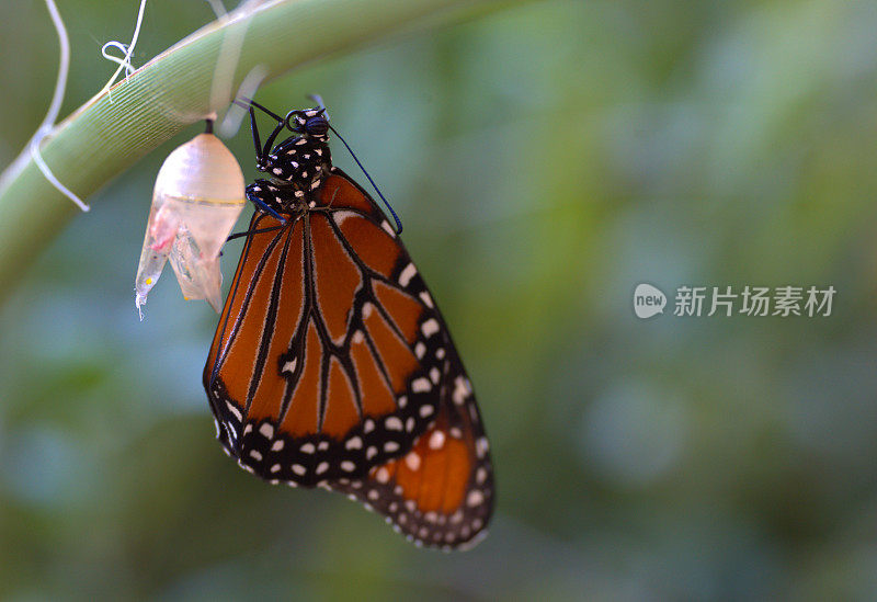 黑脉金斑蝶新兴