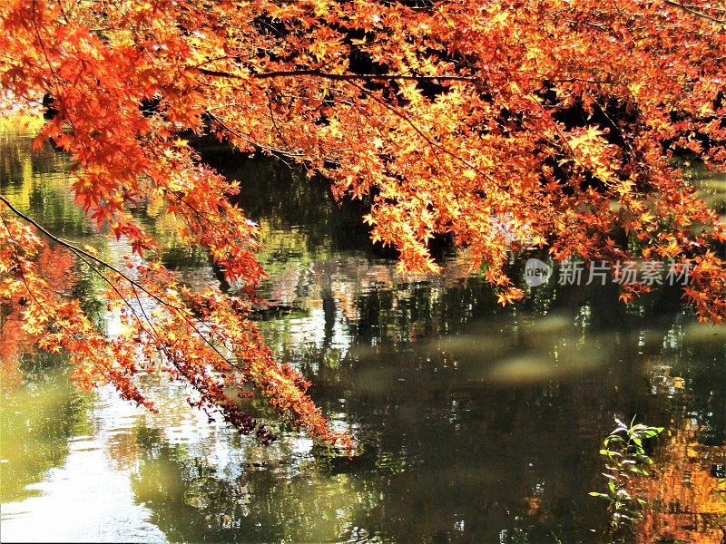 日本。秋叶露出水面。