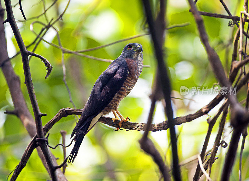 在树木覆盖的细树枝上的双齿风筝，科尔科瓦多国家公园，哥斯达黎加