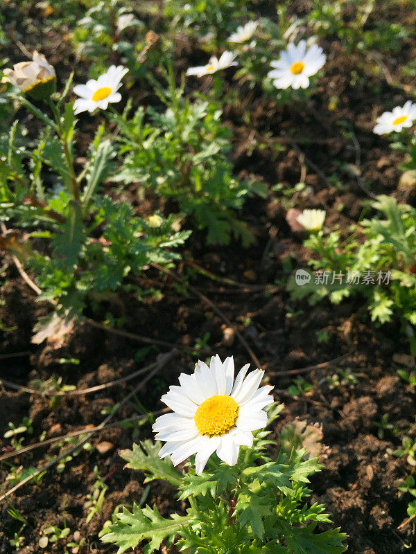 甘菊，雏菊在绿色的草地上