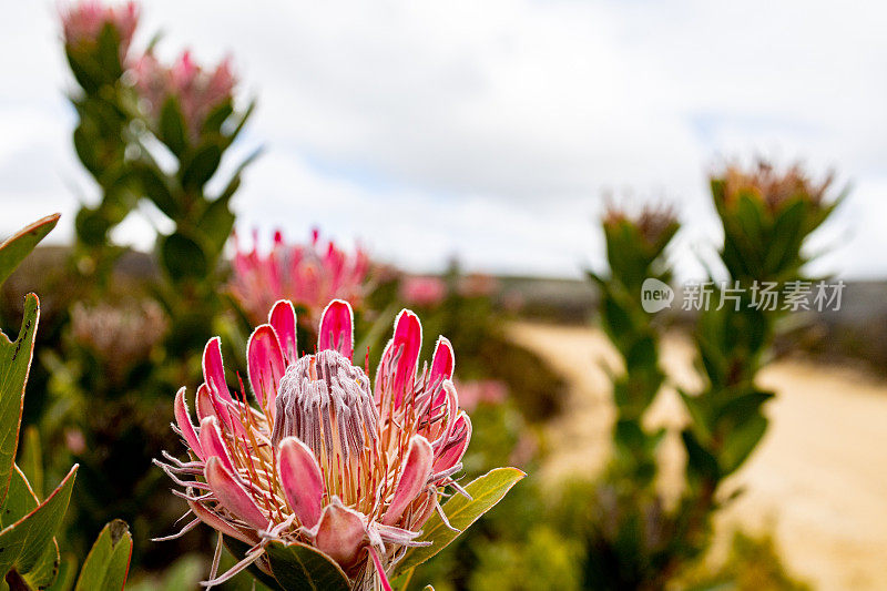在南非的奥弗伯格地区，野生的粉红色protea花