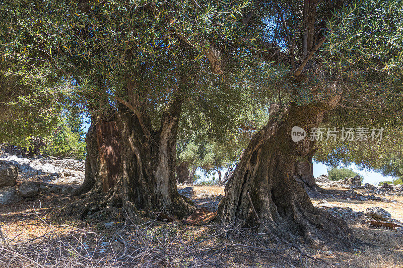希腊Kefalonia的古老橄榄园。