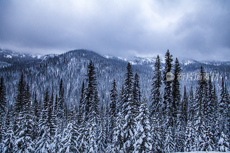 雪覆盖着松树，云覆盖着山的背景