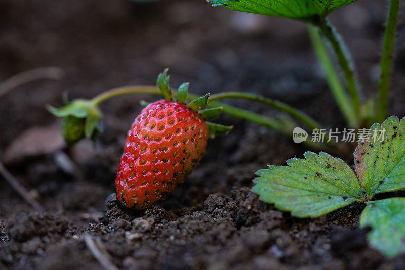 花园里的新鲜草莓。