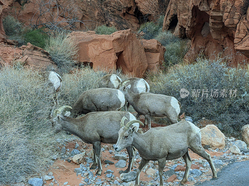 内华达州莫帕附近的火谷州立公园的沙漠大角羊