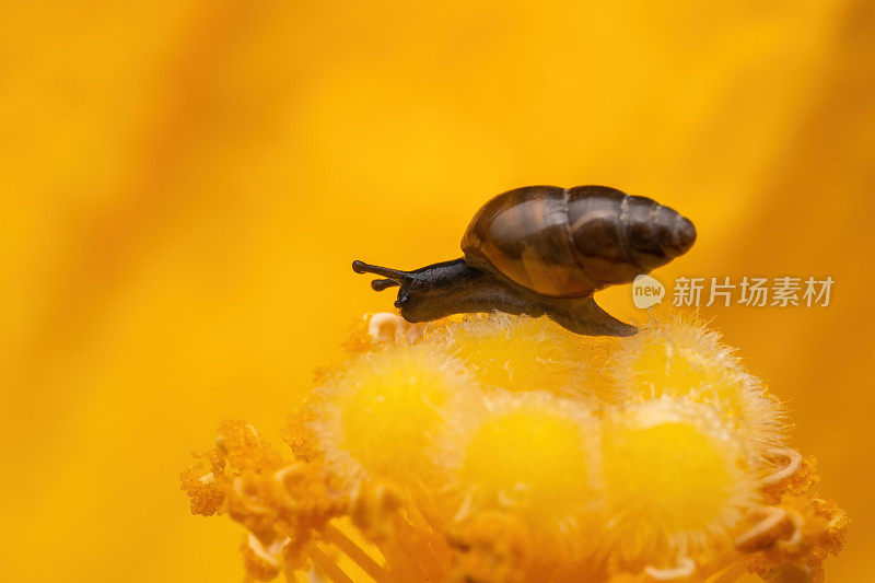 小蜗牛在黄花上