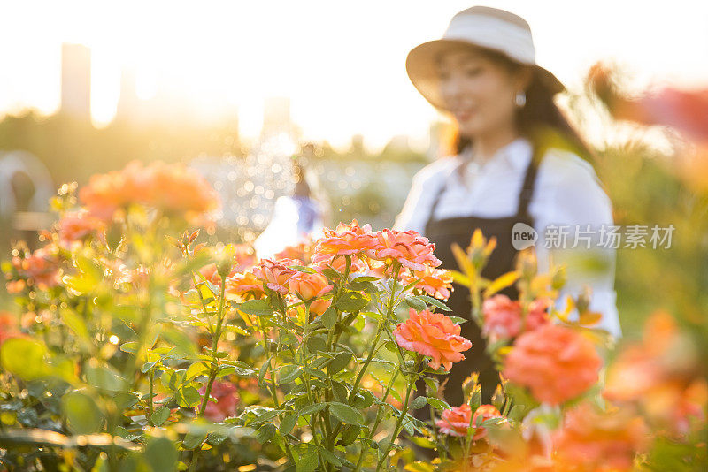 用洒水器浇灌花园花卉