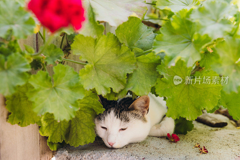 可爱的黄眼睛猫放松在绿色的开花花园