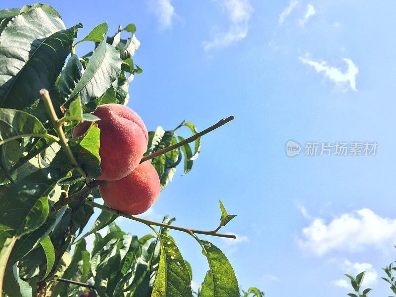 以天空为背景的树上的桃子