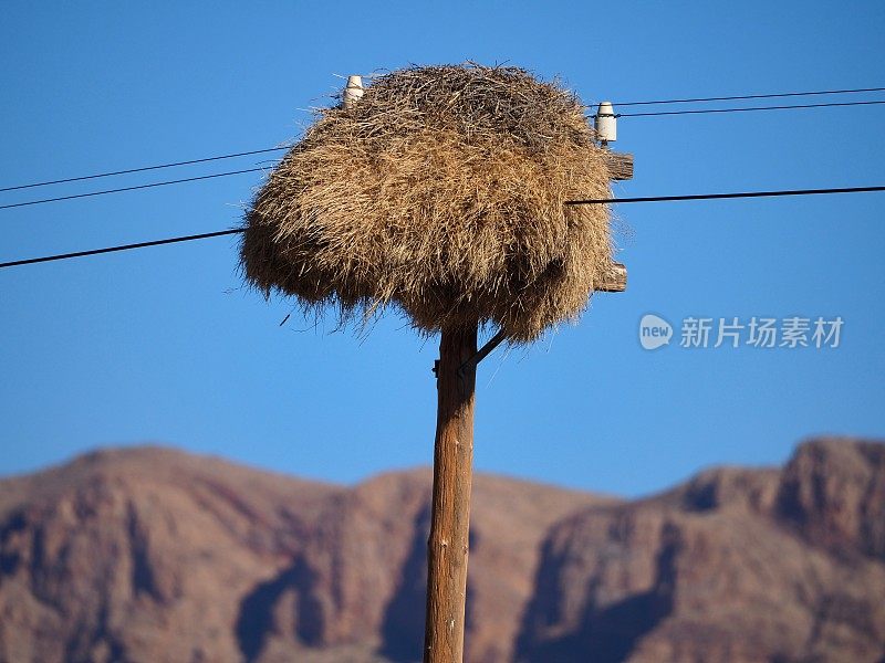 在电线杆上的群居编织者的巢