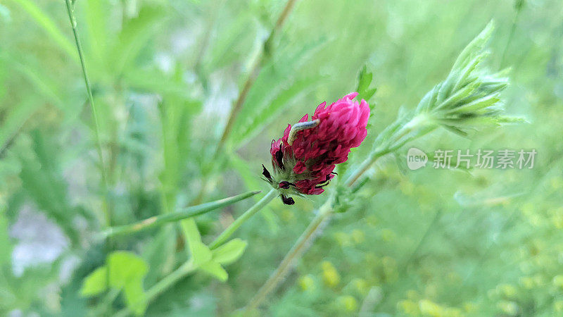 野花草本深红色三叶草三叶草花