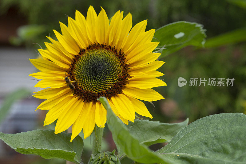 蜜蜂在sunsflower