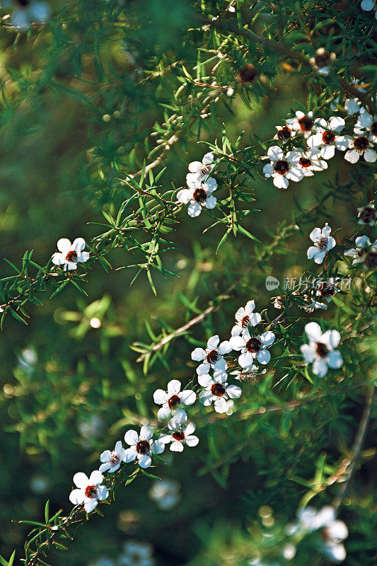 美丽的麦卢卡(细端精属)花