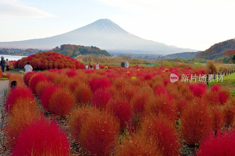 山梨县川口湖畔的富士山和五彩缤纷的高山