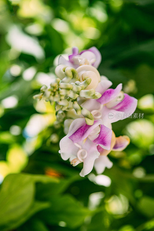 美丽芬芳的凤尾藤&蜗牛花&螺旋藤