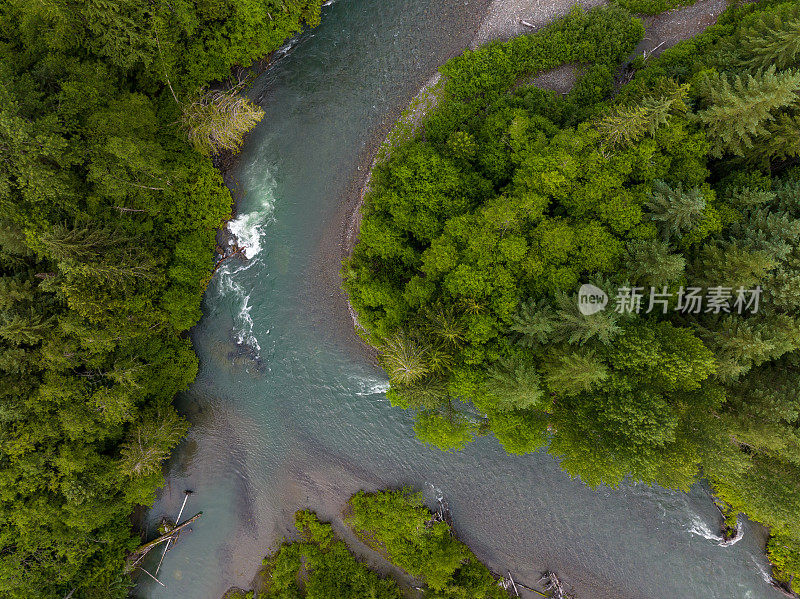 高角度的河流流过温带雨林