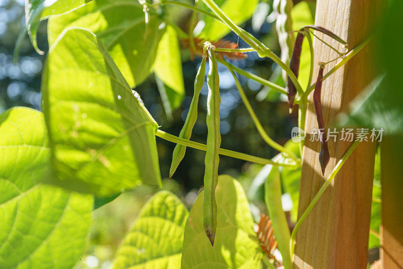 菜园子里的菜豆